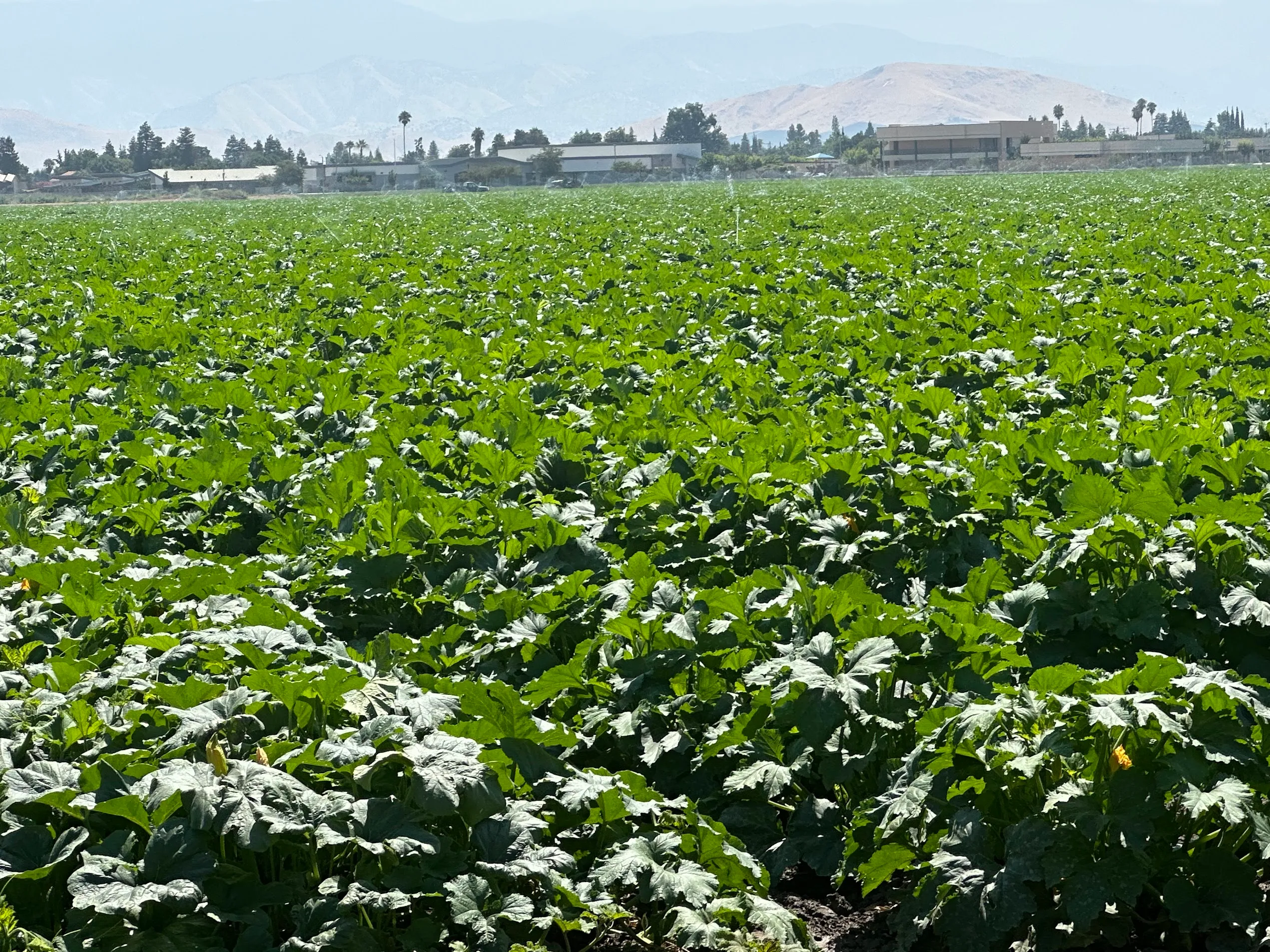 Pumpkins growing in our Bakersfield fields